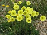 Papaver pseudocanescens