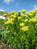 Rhodiola kirilowii. Верхушка цветущего растения. Южный Казахстан, Таласский Алатау, запов. Аксу-Жабаглы, урочище Каскабулак, выс. 3140 м н.у.м., альпийский луг на моренных отложениях. 16 июля 2017 г.