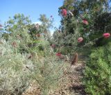 Grevillea paradoxa