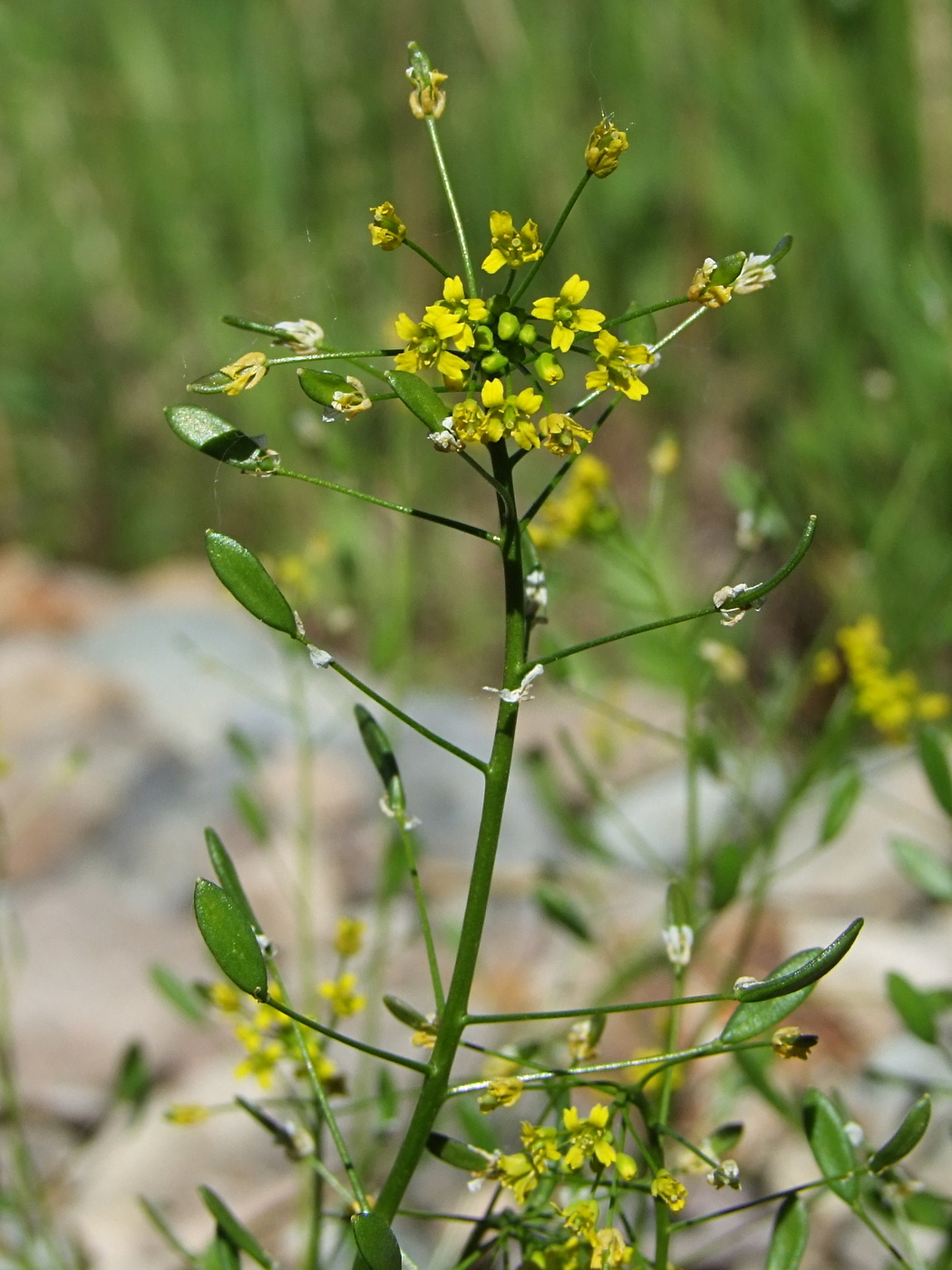 Изображение особи Draba nemorosa.