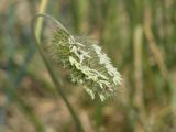 Agropyron cristatum. Соцветие. Иркутская обл., побережье оз. Байкал в р-не Малого Моря, окр. дер. Куркут, степь. 23.06.2017.