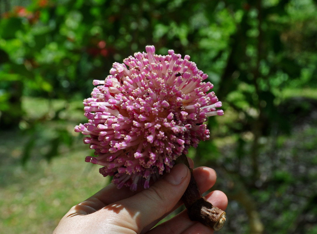 Изображение особи Poikilospermum suaveolens.