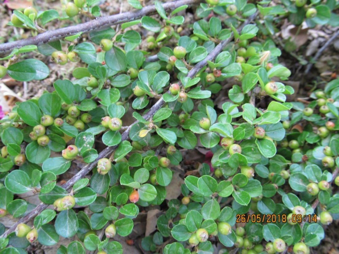 Изображение особи Cotoneaster horizontalis.