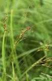 Juncus gracillimus. Верхушки плодоносящих растений. Приморский край, Кавалеровский р-н, приустьевая часть р. Зеркальная на правом берегу, берег оз. Зеркальное, сырой луг. 08.08.2018.