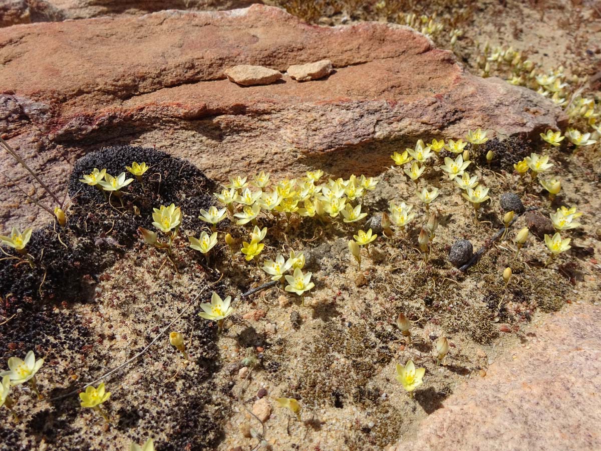 Изображение особи Ornithogalum rupestre.