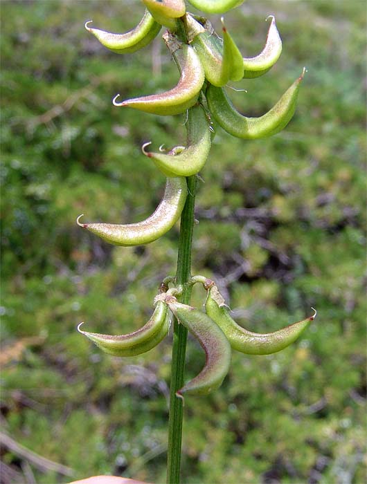 Image of Astragalus falcatus specimen.