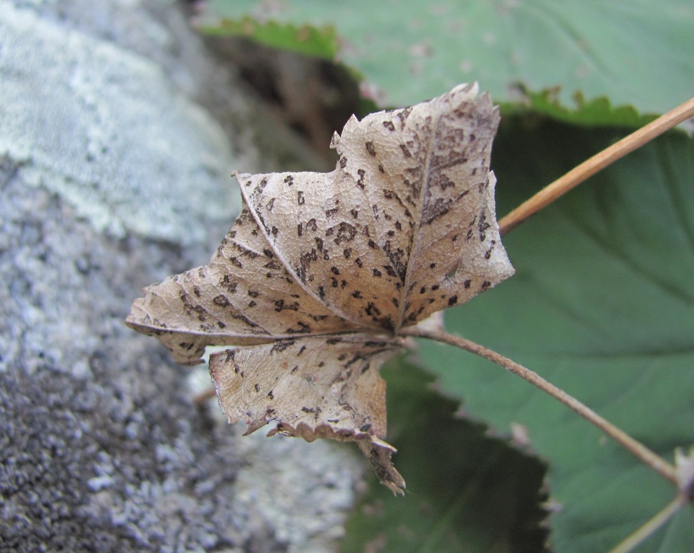 Изображение особи Alchemilla orthotricha.