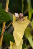 Calystegia spectabilis. Зрелый плод и лист в осенней окраске. Ленинградская обл., Кингисеппский р-н, окр. дер. Урмизно близ охоторыболовной базы \"Динамо\", берег Финского залива, граница зарослей тростника и коренного берега. 29.09.2019.