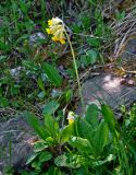 Primula macrocalyx. Цветущее растение. Алтай, Улаганский р-н, окр. с. Акташ, Курайский хребет, долина р. Ярлы-Амры, ≈ 1200 м н.у.м., опушка хвойного леса, каменистый склон. 21.06.2019.