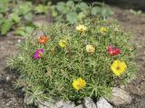 Portulaca grandiflora