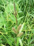 Carex rhynchophysa