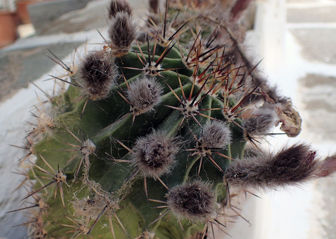 Изображение особи Echinopsis oxygona.