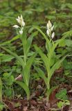 Cephalanthera caucasica