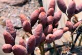 Welwitschia mirabilis. Макростробилы с тлями(?). Намибия, обл. Кунене, р-н Эронго, горы Спицкопп, национальный парк \"Torra Conservancy\", 10 км к востоку от Спрингбоквассер, каменистая пустыня. 16.01.2010.