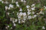 Silene italica