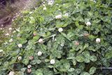 род Trifolium