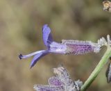 Perovskia angustifolia