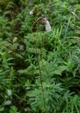 Sanguisorba tenuifolia