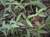 Galium boreale