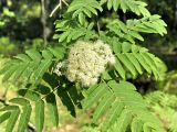 Sorbus aucuparia. Ветвь с соцветием. Ленинградская обл., июнь.