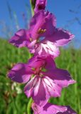 Gladiolus imbricatus. Цветки. Смоленская обл., окр. г. Смоленска, сухой луг на склоне холма. 30.06.2009.