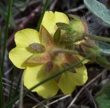 Potentilla humifusa. Цветок. Ростовская обл., Персиановская степь, окр. станицы Красюковская, склон балки. 1 мая 2011 г.