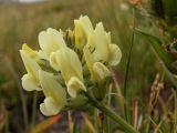 Oxytropis recognita