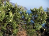Juniperus excelsa. Ветвь с шишкоягодами. Южный Берег Крыма, мыс Мартьян. 3 января 2012 г.
