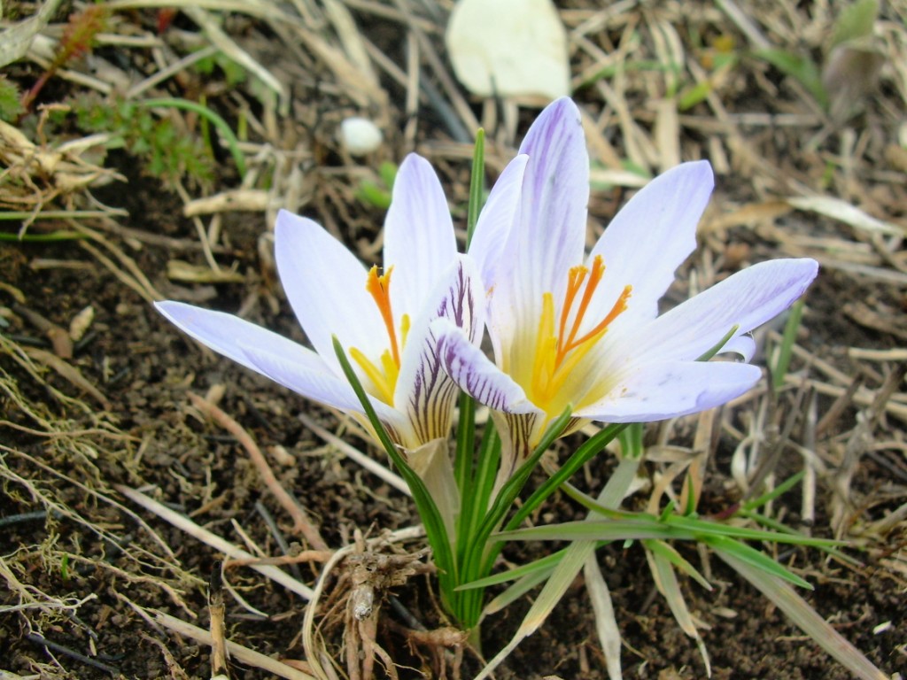 Изображение особи Crocus reticulatus.