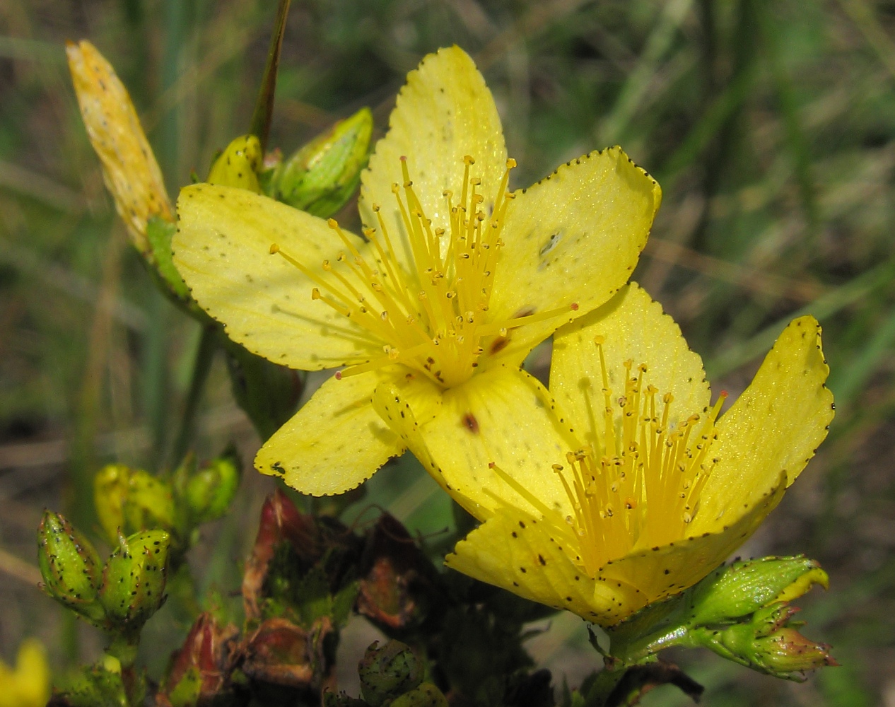 Изображение особи Hypericum elegans.