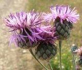 Centaurea apiculata. Соцветия. Крым, Симферопольский р-н, степь в окр. с. Доброе. 25 июня 2012 г.