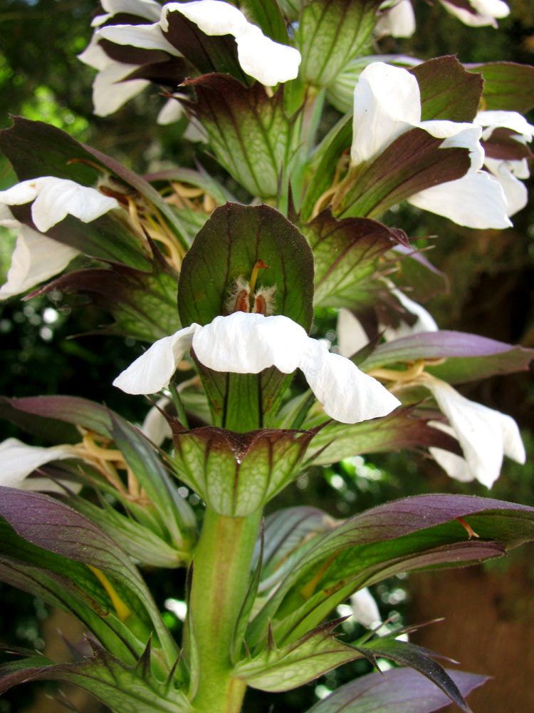 Изображение особи Acanthus mollis.