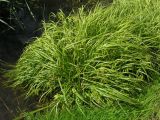 Carex pseudocyperus. Плодоносящее растение на берегу пруда. Саратовская обл., Саратовский р-н. 3 июня 2012 г.