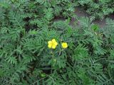 Potentilla semiglabra