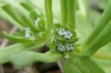 Valerianella carinata