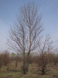 Fraxinus pennsylvanica. Дерево с распустившими почками. Тамбовская обл., Петровский р-н, с. Покровское, сад. 28.04.2013.