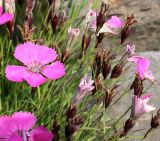 Dianthus pavonius