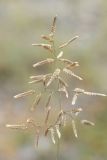 Eragrostis minor