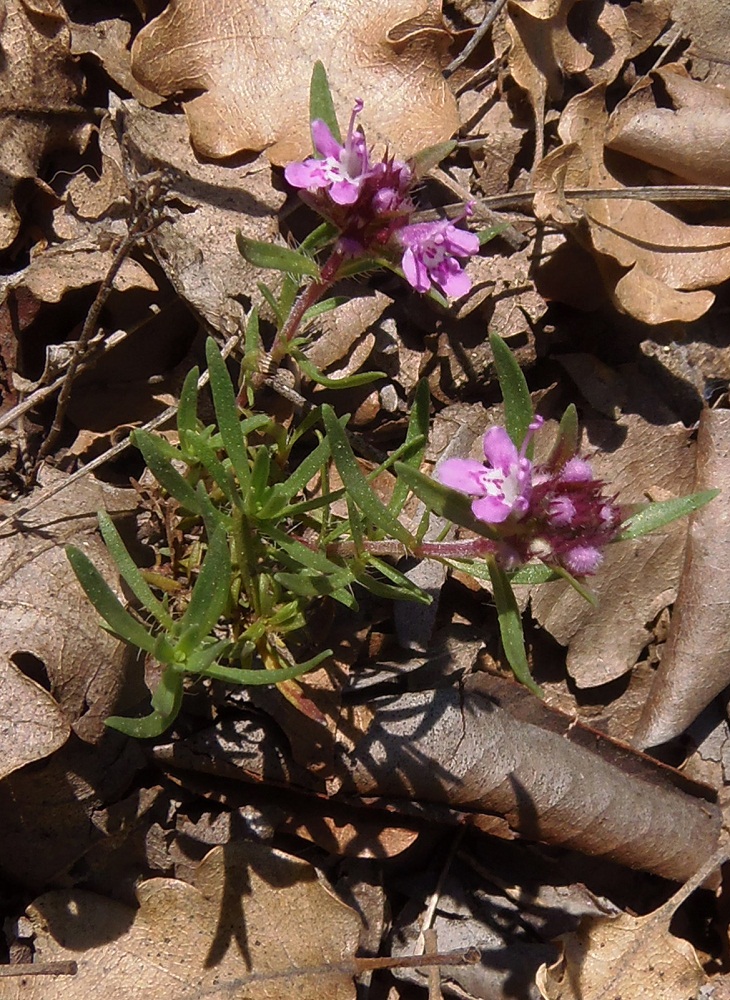 Изображение особи Thymus roegneri.