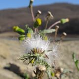 Senecio vulgaris