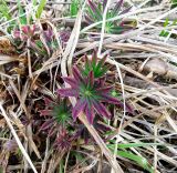 Lupinus polyphyllus