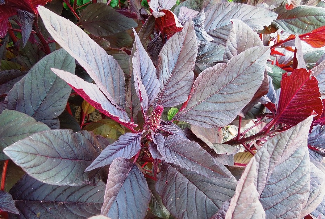 Изображение особи Amaranthus hypochondriacus.