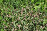 Persicaria maculosa