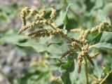 Atriplex tatarica. Верхушка цветущего побега. Кыргызстан, Нарынская обл., левый берег р. Нарын, окр. с. Тащ-Башат, вахтовый пос. гидростроителей. 17.07.2015.