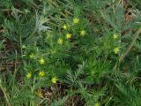 Potentilla tergemina