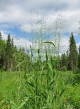 Milium effusum. Верхушка цветущего растения. Окр. Архангельска, вырубка. 15.06.2011.