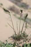 Poa bulbosa ssp. vivipara