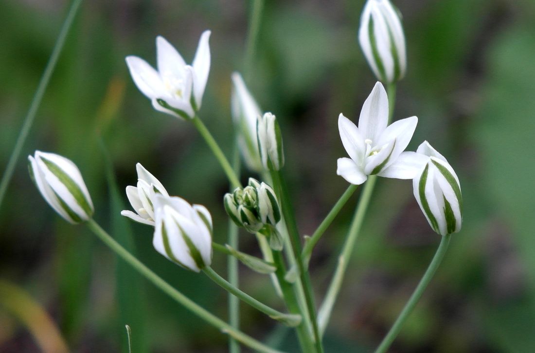 Изображение особи Ornithogalum kochii.