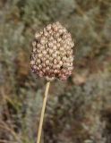 Allium sphaerocephalon