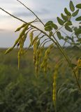 Sophora flavescens. Верхушка побега с плодами. Амурская обл., Хинганский заповедник, Антоновское лесничество, суходольный луг. 14.08.2012.